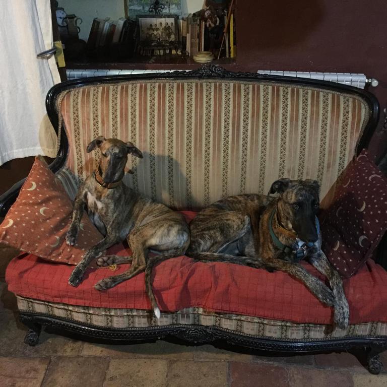 Domácí mazlíčci ubytovaní s hosty v ubytování B&B Mas Torrencito Pet Friendly