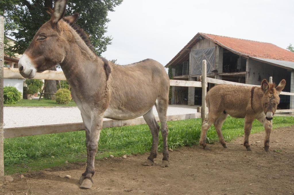 Zvieratá na farme alebo blízkom okolí