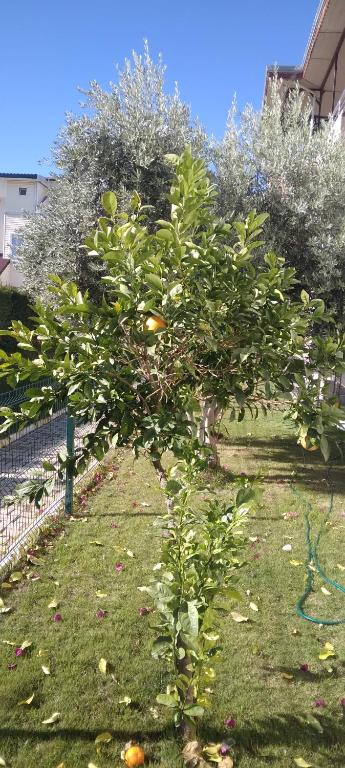 فضای داخلی villaLemoon در آنتالیا - تصویر ۳