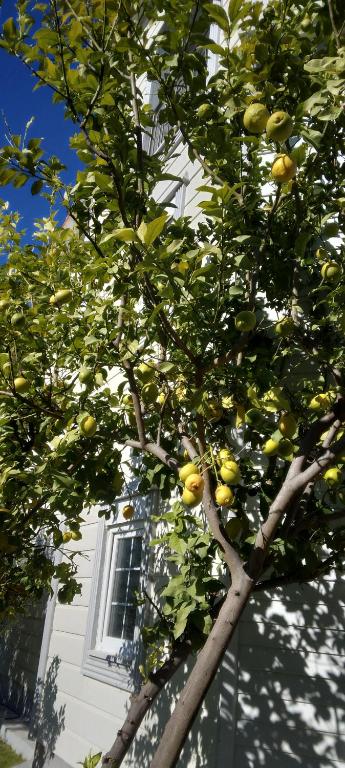a lemon tree in front of a white building at villaLemoon in Belek