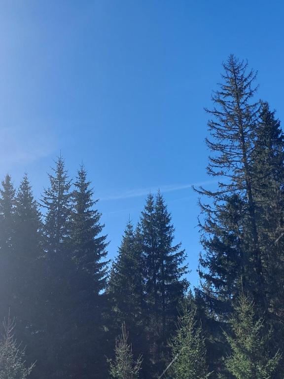 un grupo de pinos contra un cielo azul en Planinska kuća Mali raj, en Jahorina