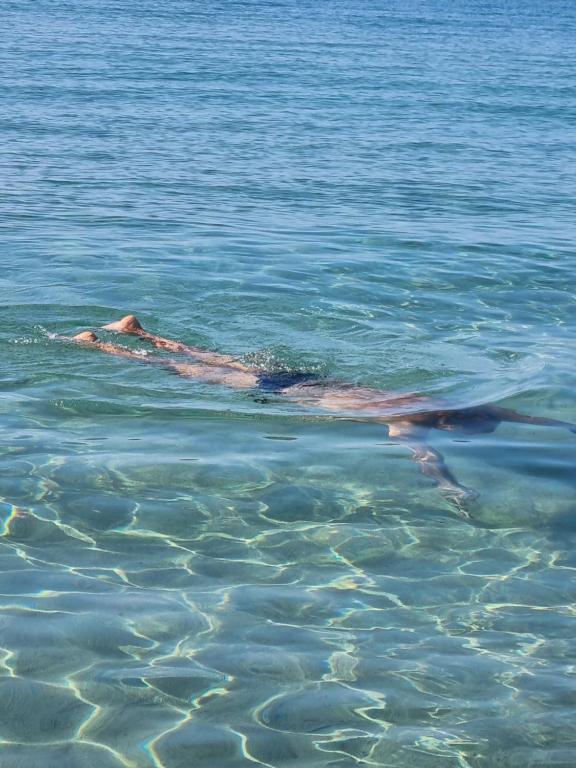 ポルト・アッズッロにあるLa casina di Adinaの水泳をしている者