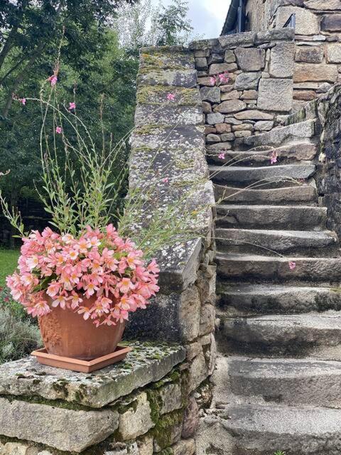 un mur en pierre avec une plante en pot dans l'établissement Domaine les Pierres, à Lacapelle-Ségalar