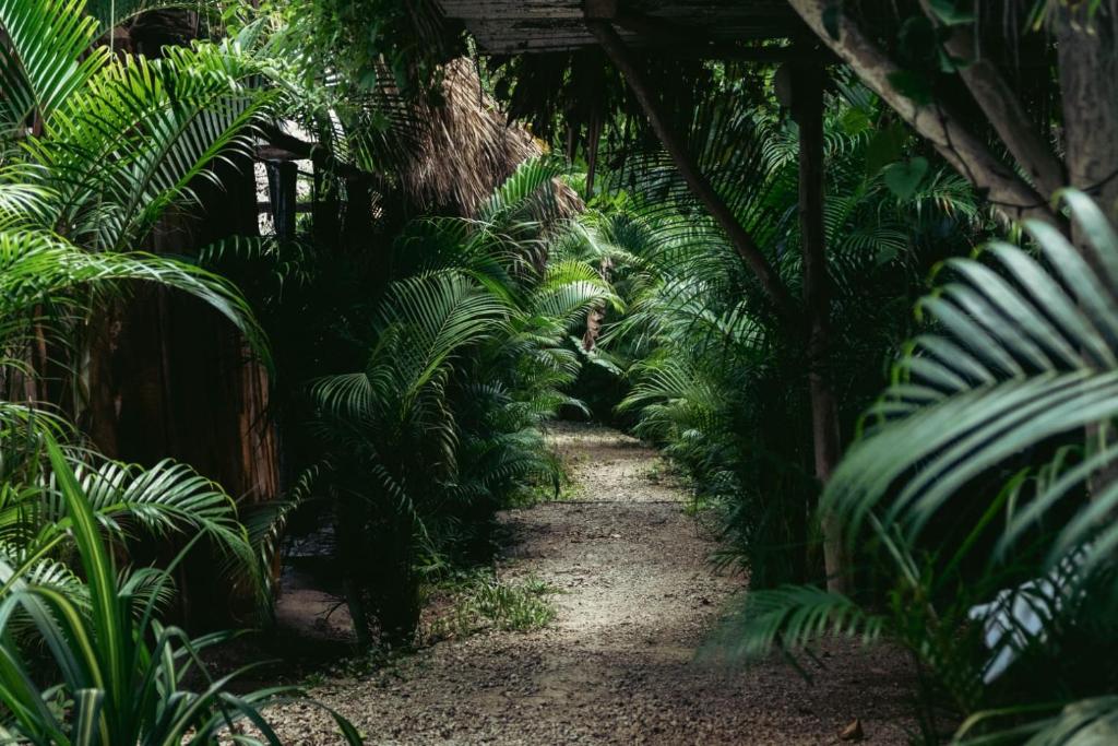 Jardín al aire libre en Bungalows India, El Valle, Samana