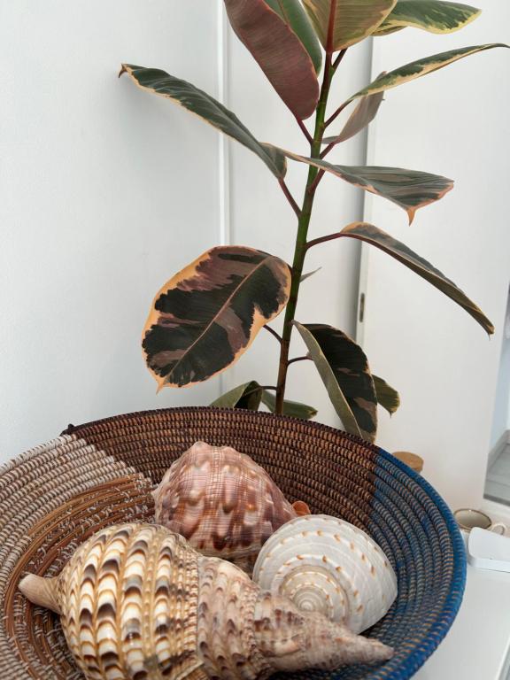 a bowl with shells and a plant on a table at MAR VERDE - Parede-Cascais in Parede