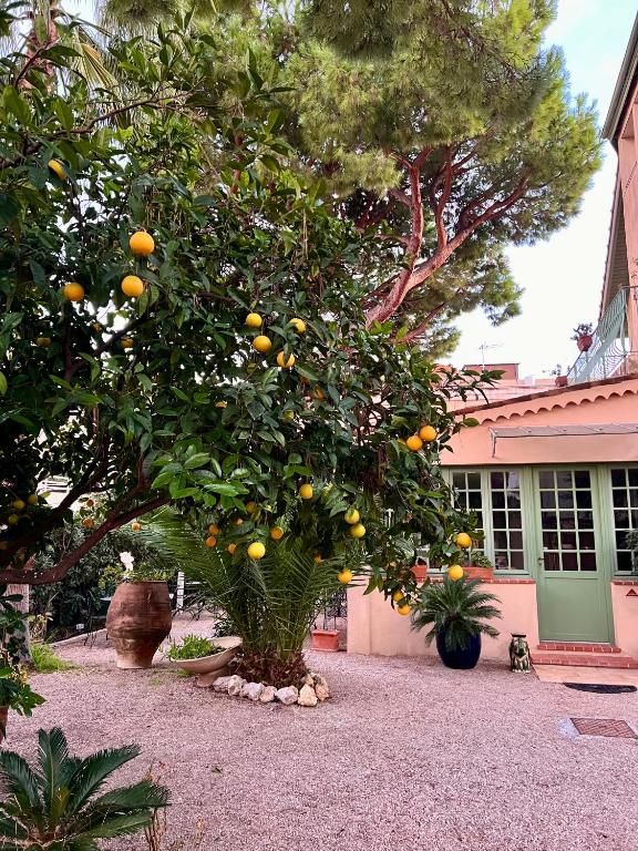 an orange tree in front of a house at Hotel Le Ponteil in Antibes