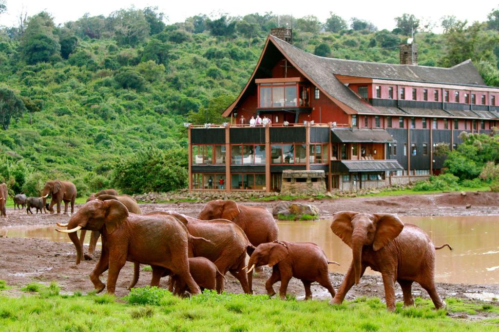una manada de elefantes caminando delante de un edificio en The Ark Lodge en Nyeri