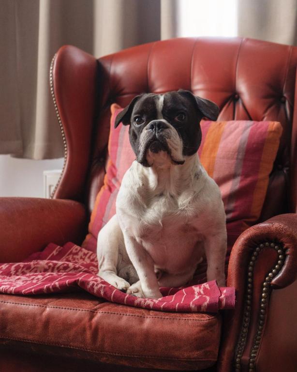 Lulu Guldsmeden - Resim 20