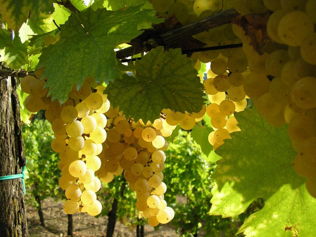 Zahrada ubytování Saxida Wine & Camping Resort Pitches