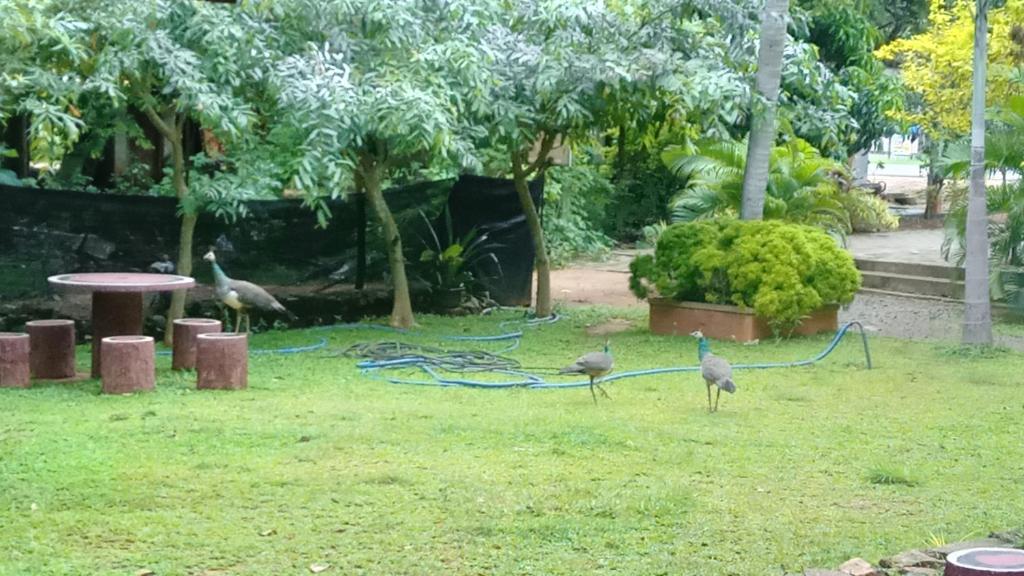 Zahrada ubytování Harambathenna Resort Anuradhapura