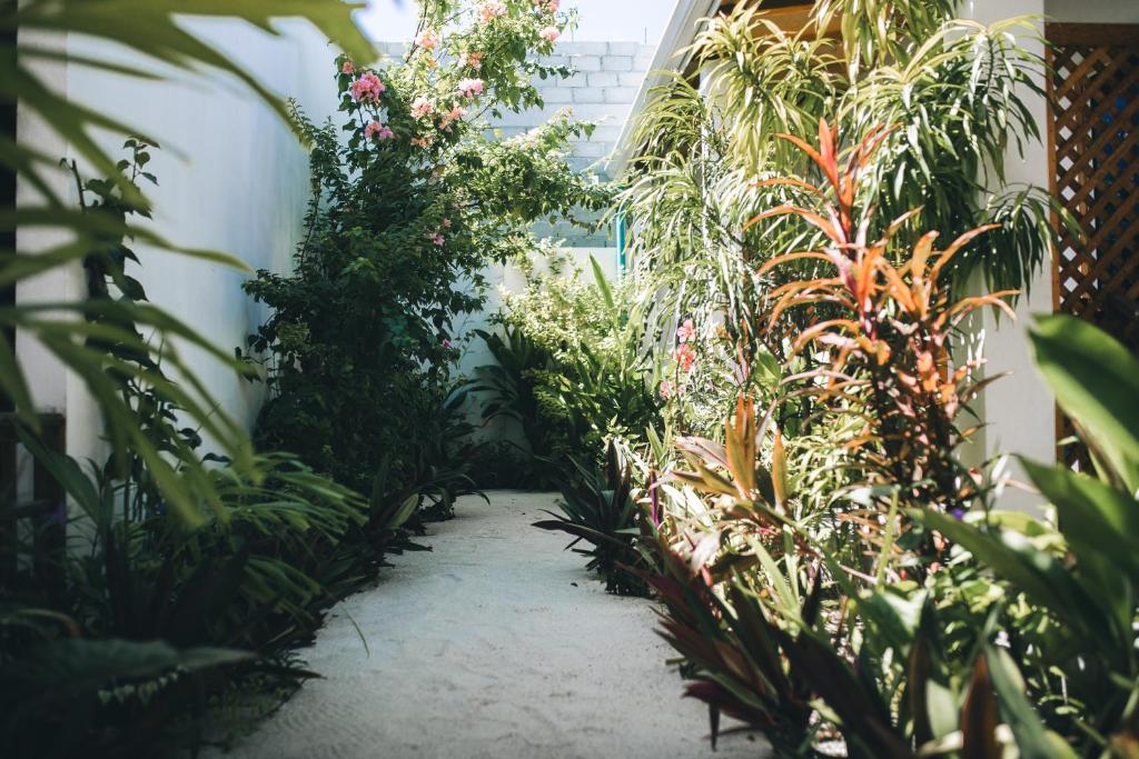Zahrada ubytování Frangipani Fulhadhoo