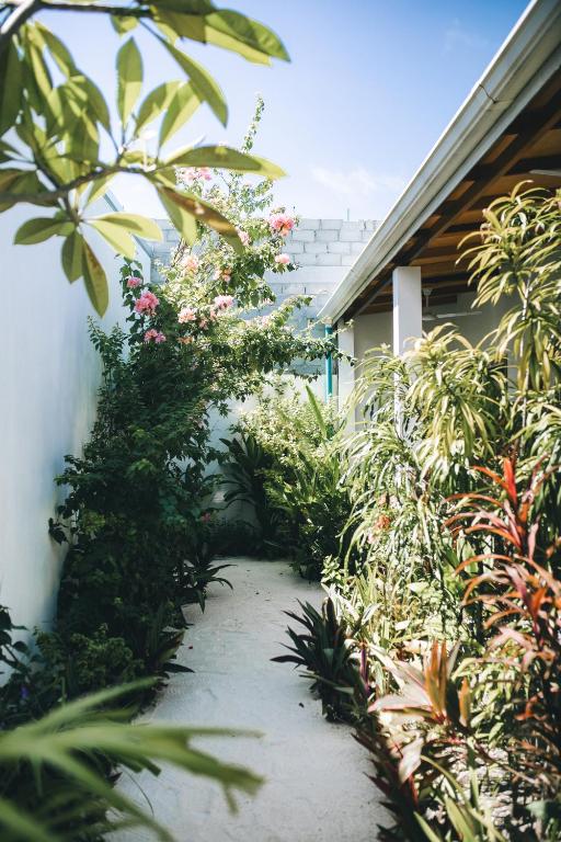Zahrada ubytování Frangipani Fulhadhoo
