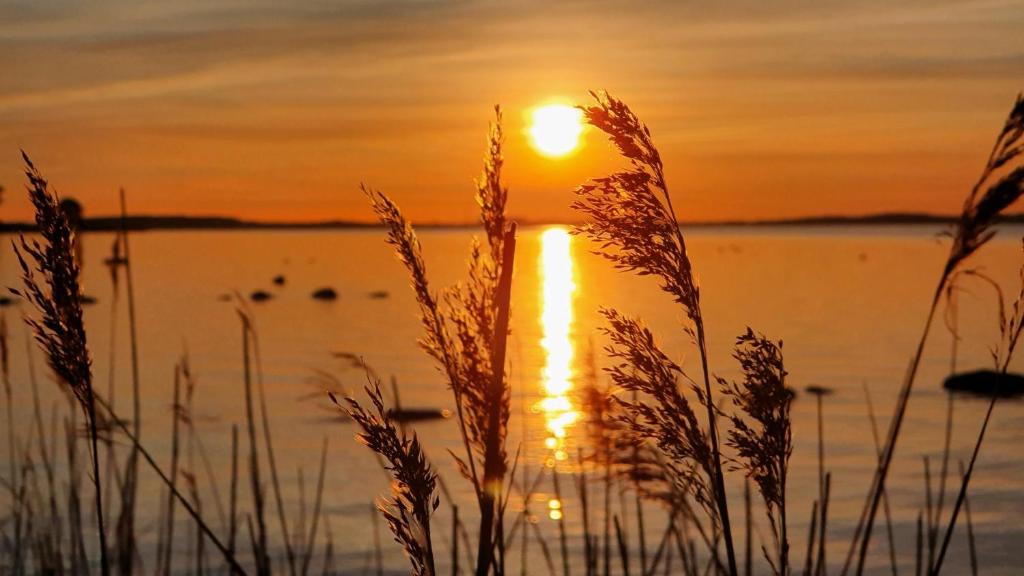 a sunset over a body of water with tall grass at Ferienhaus Ostseebodden in Sundhagen