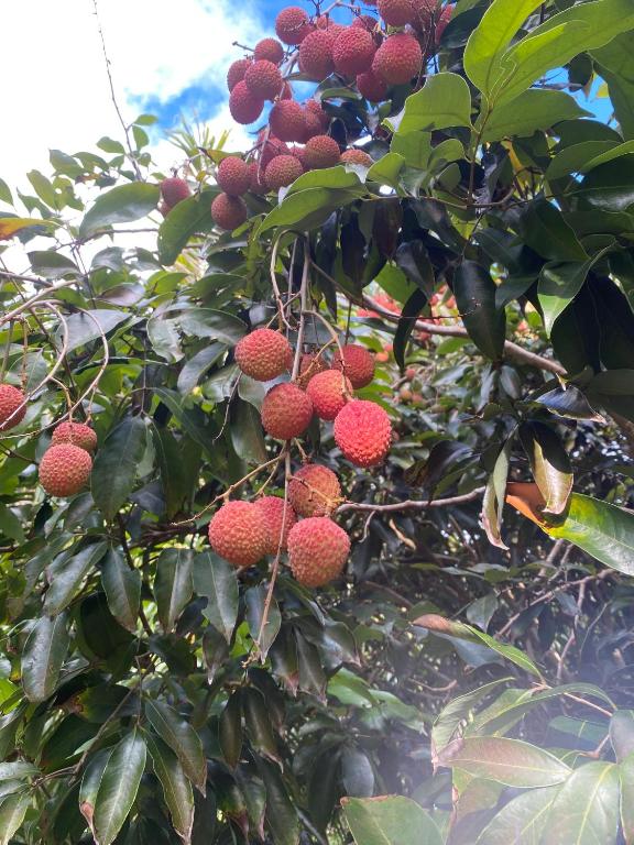 Vườn quanh Fare Tamaruorai