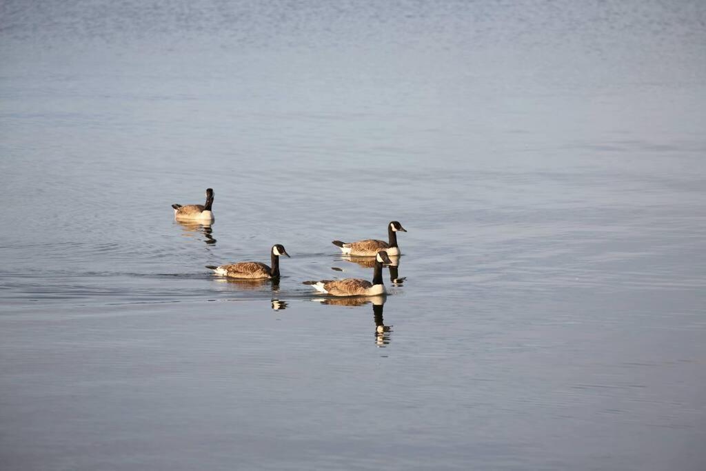 Blue Cottage, on the lake - Resim 27
