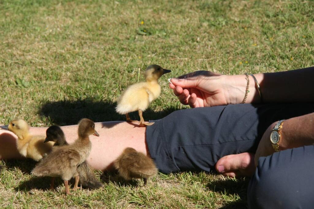 Blue Cottage, on the lake - Resim 25