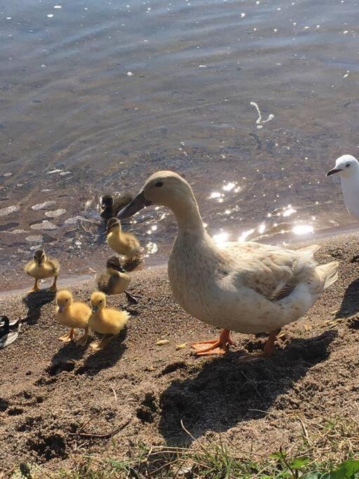 Blue Cottage, on the lake - Resim 24