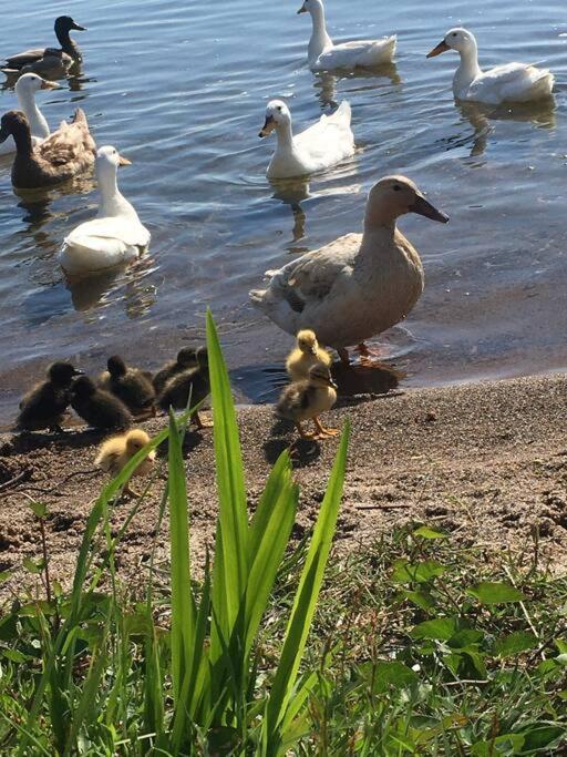 Blue Cottage, on the lake - Resim 22