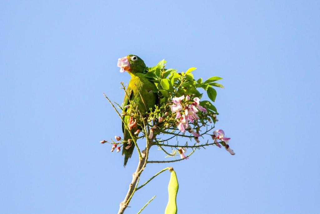 Fotografie z fotogalerie ubytování Jui Chi MaMa Ecolodge & Birding v destinaci Palomino