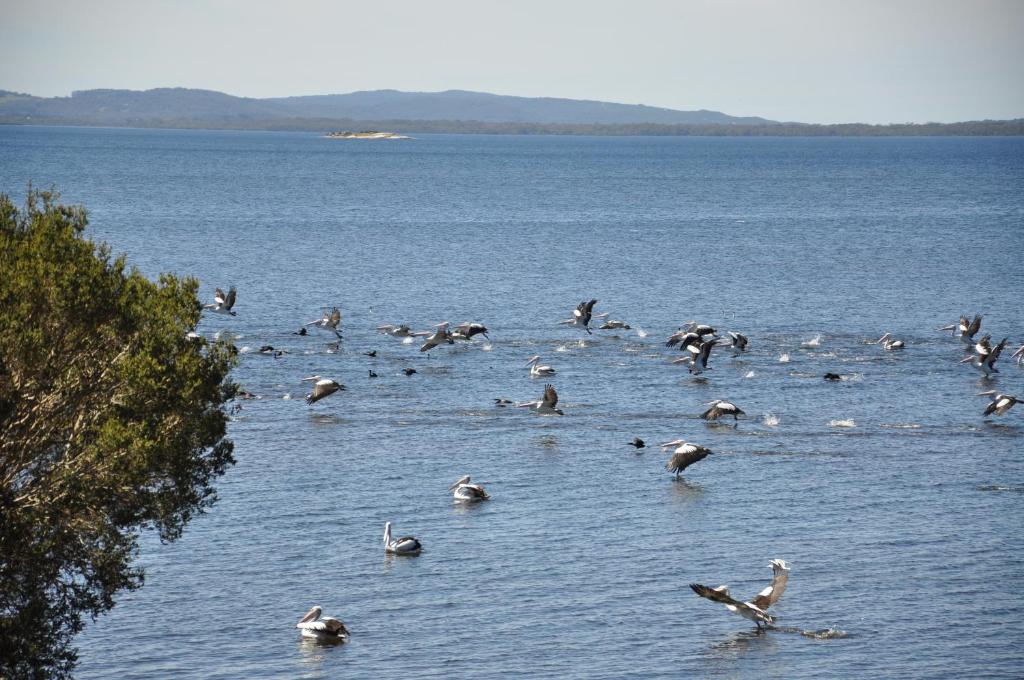 un troupeau d’oiseaux nageant dans une grande masse d’eau dans l'établissement Denmark Waters B&B, à Denmark