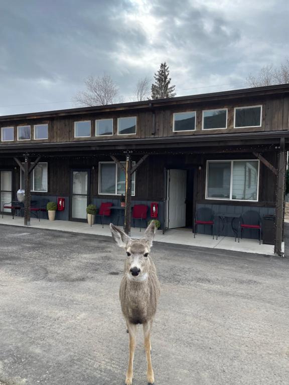 a deer standing in front of a building at Corral Villas Yellowstone in Gardiner