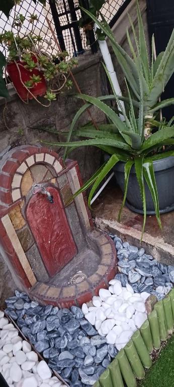 "aloe garden"
