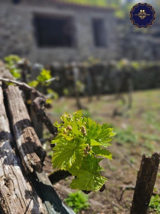 Fotografie z fotogalerie ubytování cabaña do rei v destinaci Betán