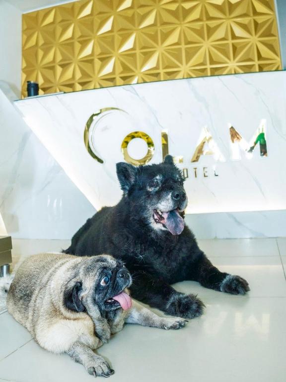 Ospiti di Hotel Olam Deluxe Valledupar con animali domestici