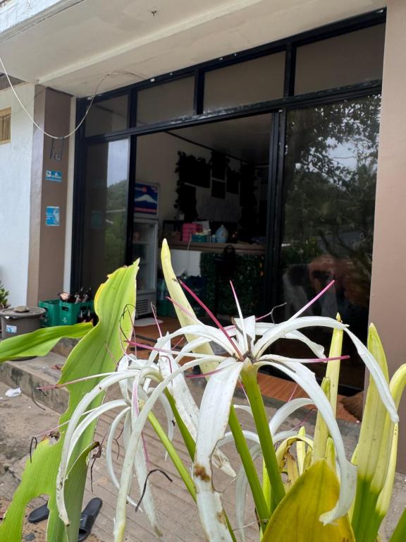 Fotografie z fotogalerie ubytování Dandal Bay View Inn v destinaci Nacpan
