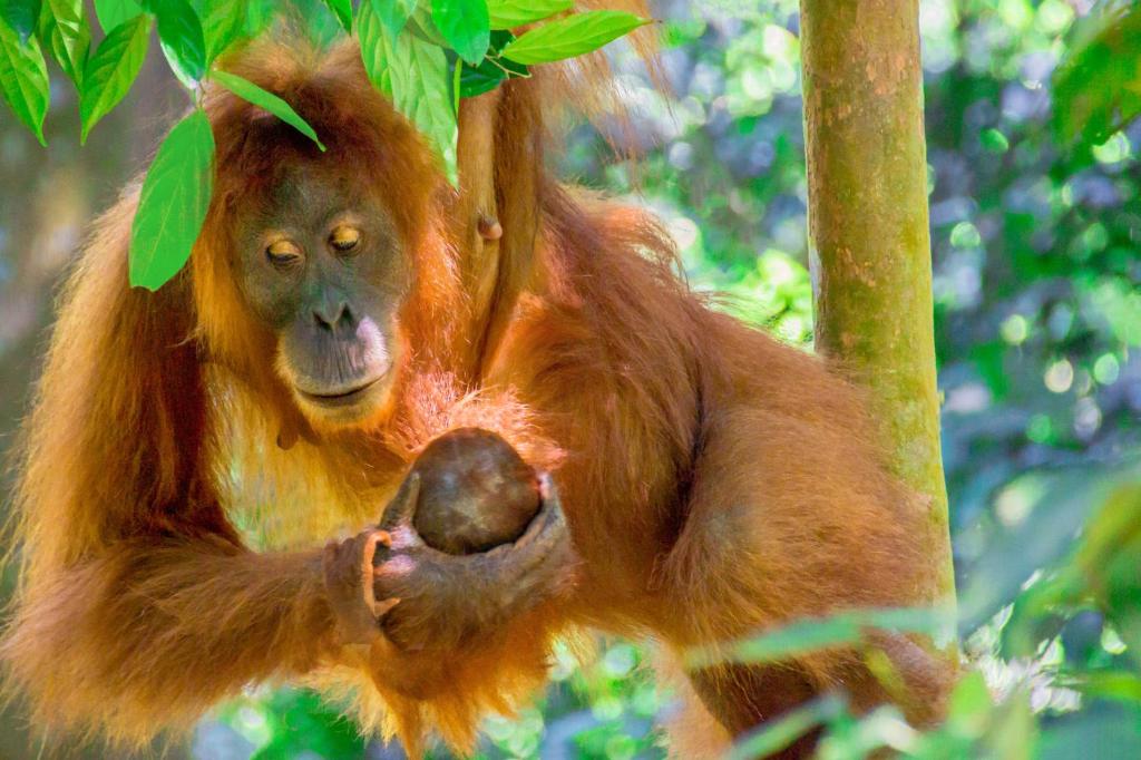 Un orangutan è appeso ad un albero di Sumatran OrangutanTRAILS a Bukit Lawang