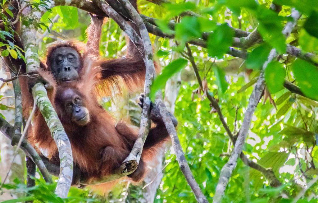 un orango con il suo bambino su un albero di Sumatran OrangutanTRAILS a Bukit Lawang