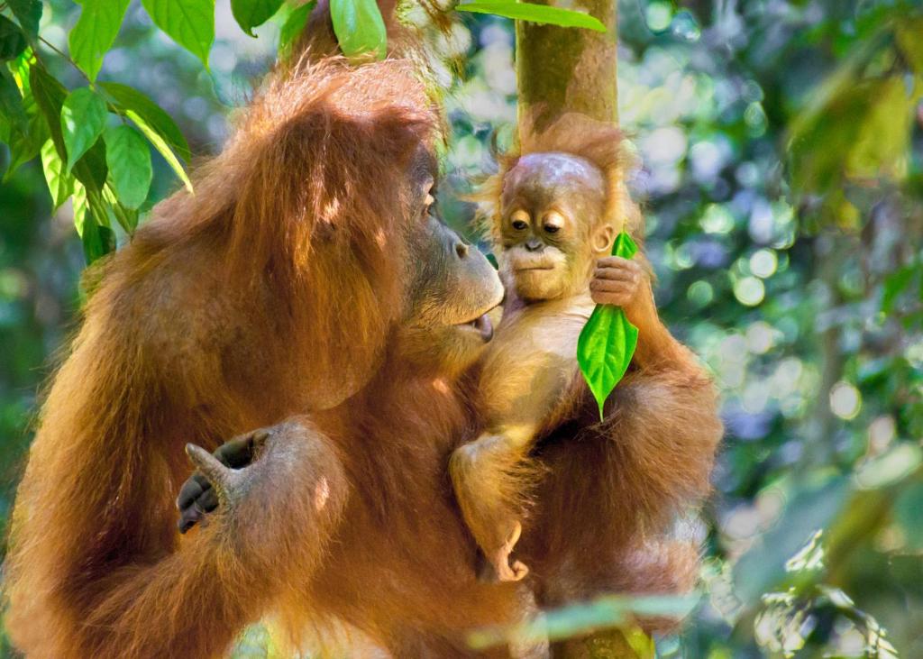 un piccolo orangutan e sua madre su un albero di Sumatran OrangutanTRAILS a Bukit Lawang