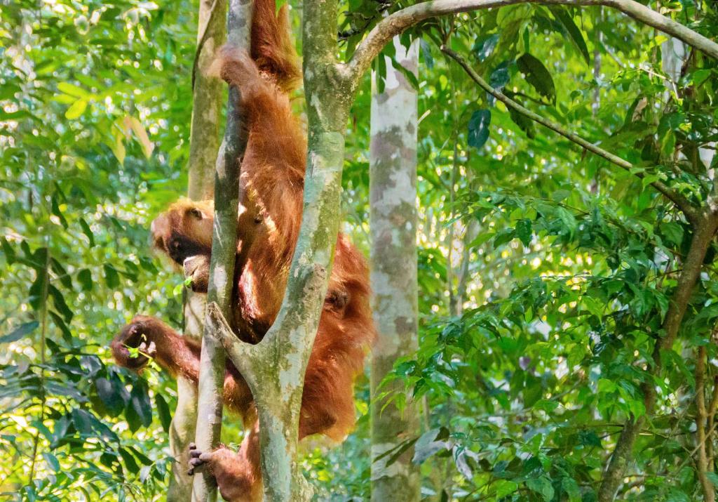 Altri animali domestici presso il campeggio di lusso o nei dintorni