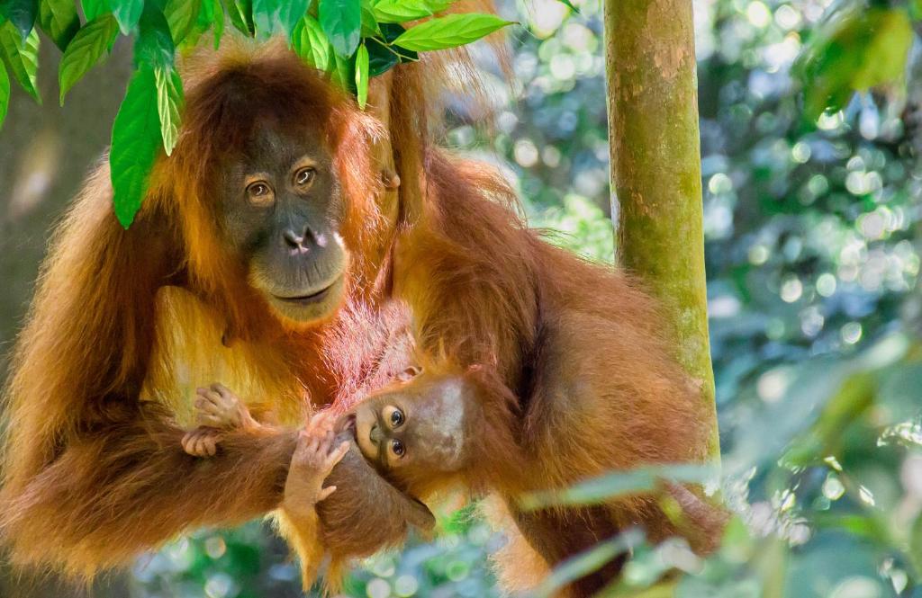 Altri animali domestici presso il campeggio di lusso o nei dintorni