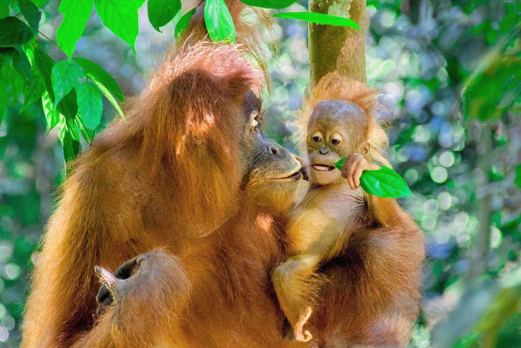 Altri animali domestici presso il campeggio di lusso o nei dintorni