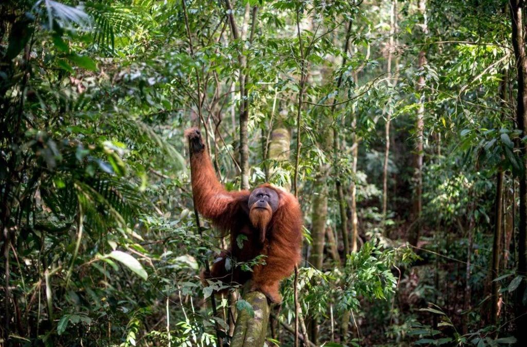 Un orango seduto su un tronco nella giungla di Sumatran OrangutanTRAILS a Bukit Lawang