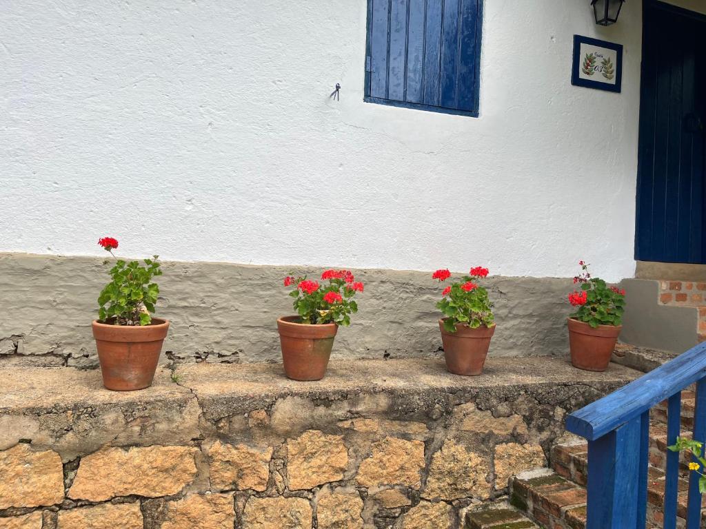 Cuatro plantas en macetas sobre un muro de piedra en Pousada do Café - Chalé 3 - São Sebastião da Grama, en São Sebastião da Grama
