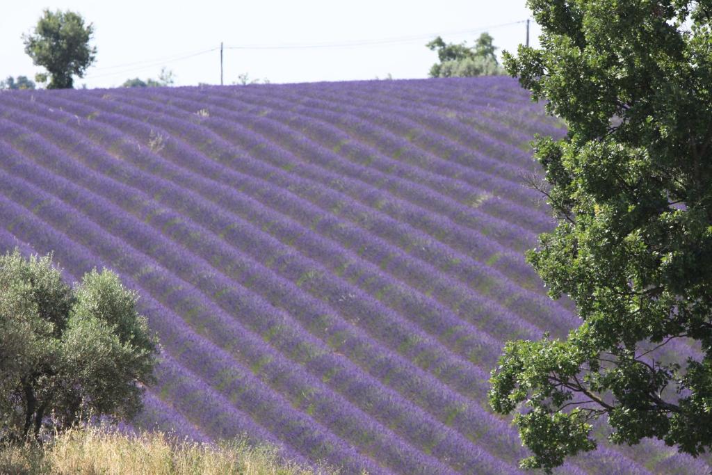 a purple lavender field with trees in the foreground at B&B La Grande Dame in Valensole