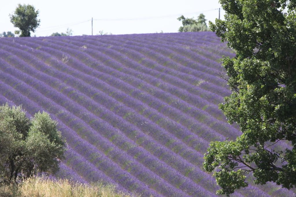 ヴァロンソルにあるB&B La Grande Dameの手前に木が植えられた紫色のラベンダー畑
