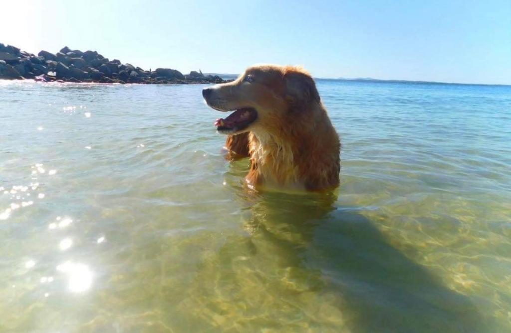 a dog standing in the water in the ocean at 4 Gilchrist Rd - pet friendly, air con, Wi-Fi in Salamander Bay