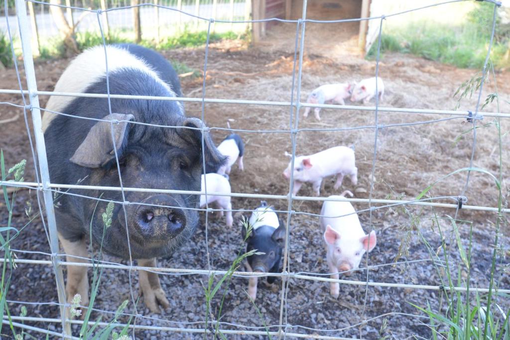 Mountain View Cottage - Resim 17