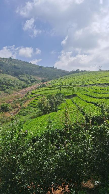 a field of green crops on a hill at Heritage Farm Kerala in Idukki