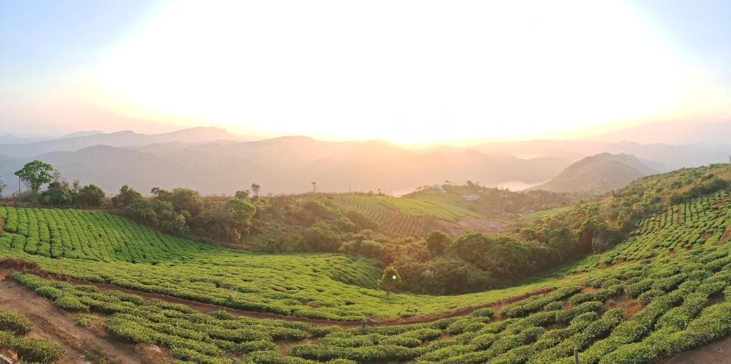 a view of a tea plantation in the hills at Heritage Farm Kerala in Idukki