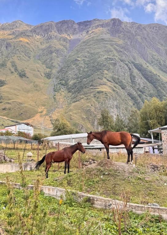 Άλλα ζώα σε αυτό το ξενοδοχείο ή στη γύρω περιοχή