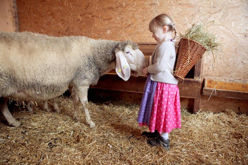 Altri animali domestici presso l'appartamento o nei dintorni