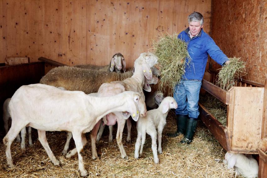 Altri animali domestici presso l'appartamento o nei dintorni