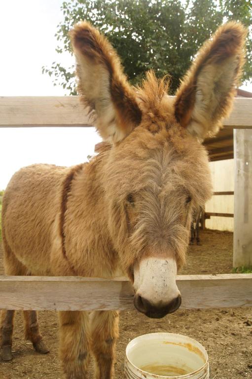 Zvieratá na farme alebo blízkom okolí