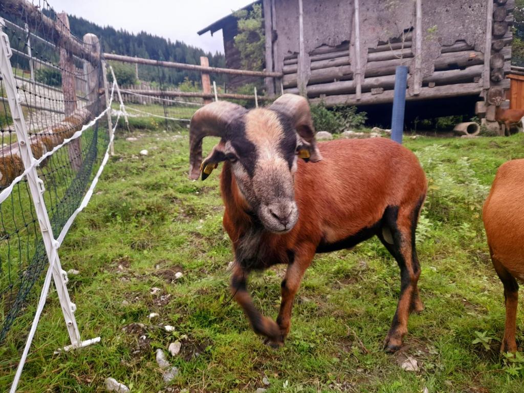 Zvířata v apartmánu nebo okolí