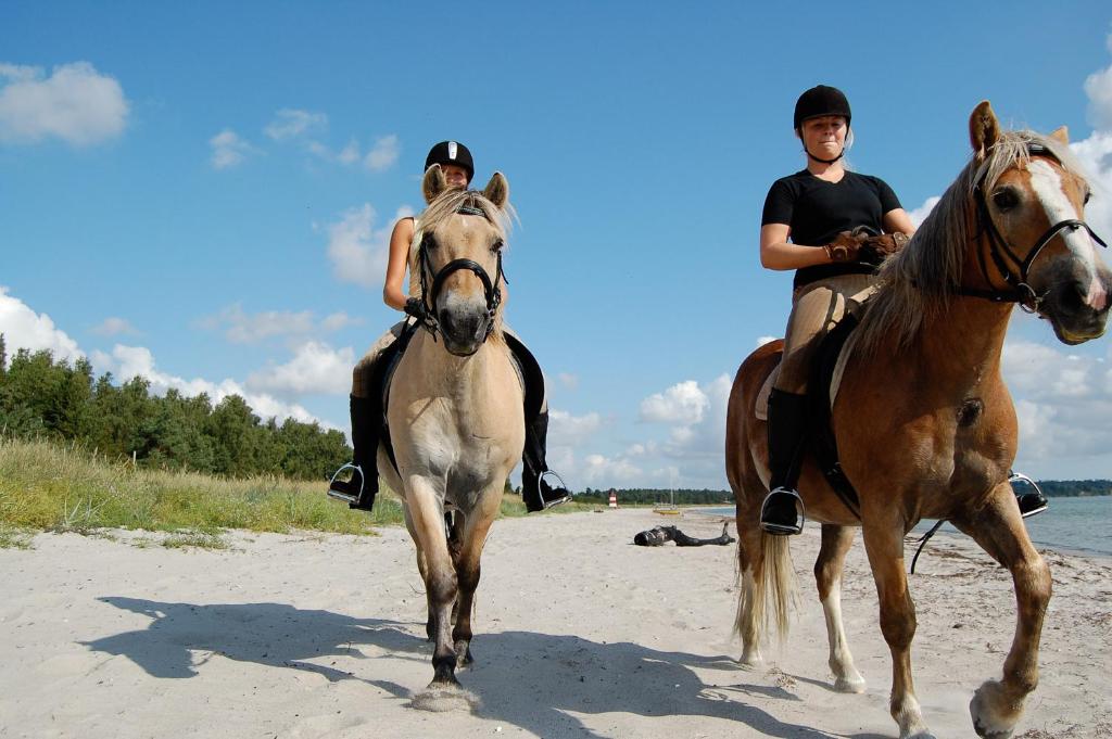 Zvířata v kempu nebo okolí