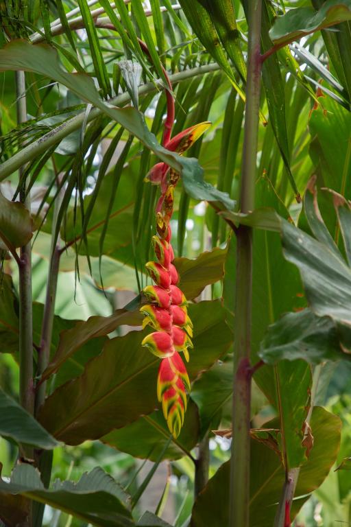 Zahrada ubytování Maison Tropical